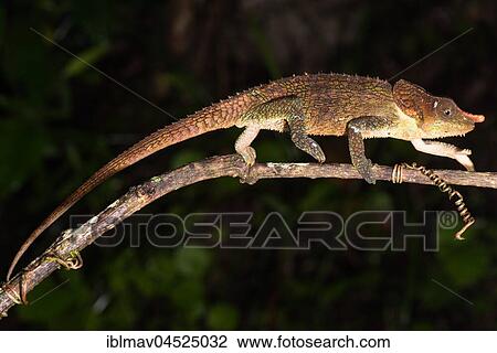 Stock Image - Cryptic chameleon (Calumma crypticum), male, Ranomafana National Park, Madagascar, Africa. Fotosearch