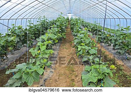 Stock Photograph - Cucumber cultivation in the foil tunnel, Everyday Farm LLC, Songino Khairkhan, Mongolia, Asia. Fotosearch