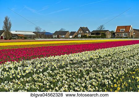 Cultivation of daffodils and tulips, flower bulb region Bollenstreek, Noordwijkerhout, Netherlands View Large Photo Image Stock Photo - Cultivation of daffodils and tulips, flower bulb region Bollenstreek, Noordwijkerhout, Netherlands. Fotosearch