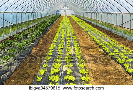 Cultivation of lettuce in the foil tunnel, Everyday Farm LLC, Songino Khairkhan, Mongolia, Asia View Large Photo Image Stock Photography - Cultivation of lettuce in the foil tunnel, Everyday Farm LLC, Songino Khairkhan, Mongolia, Asia. Fotosearch