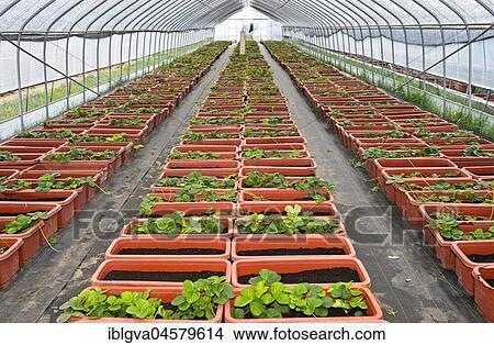 Cultivation of strawberry plants for Hors-Sol cultivation in the foil tunnel, Everyday Farm LLC, Songino Khairkhan, Mongolia, Asia View Large Photo Image Picture - Cultivation of strawberry plants for Hors-Sol cultivation in the foil tunnel, Everyday Farm LLC, Songino Khairkhan, Mongolia, Asia. Fotosearch