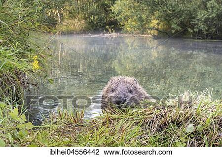 Stock Image - Curious European beaver (Castor fiber) looking over the shore, Upper Austria, Austria, Europe. Fotosearch