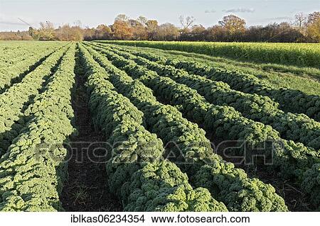 Picture - Curly kale (Brassica oleracea), medium-high green curly kale, field cropped in November, Lower Rhine, North Rhine-Westphalia, Germany, Europe. Fotosearch