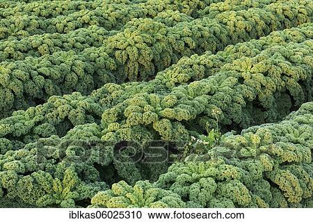 Curly kale (Brassica oleracea), medium-high green curly kale, field cropped in November, Lower Rhine, North Rhine-Westphalia, Germany, Europe View Large Photo Image Stock Image - Curly kale (Brassica oleracea), medium-high green curly kale, field cropped in November, Lower Rhine, North Rhine-Westphalia, Germany, Europe. Fotosearch