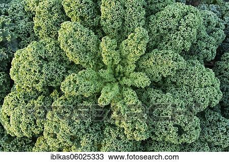 Stock Image - Curly kale (Brassica oleracea), medium-high green curly kale, field cropped in November, Lower Rhine, North Rhine-Westphalia, Germany, Europe. Fotosearch