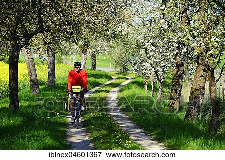 Stock Photo - Cyclist on dirt road with blossoming cherry trees, near Stücht, Heiligenstadt, Franconian Switzerland, Upper Franconia, Bavaria, Germany, Europe. Fotosearch