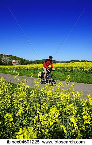 Cyclist on road between flowering rape fields, Ailsbachtal, Franconian Switzerland, Upper Franconia, Bavaria, Germany, Europe View Large Photo Image Stock Photography - Cyclist on road between flowering rape fields, Ailsbachtal, Franconian Switzerland, Upper Franconia, Bavaria, Germany, Europe. Fotosearch