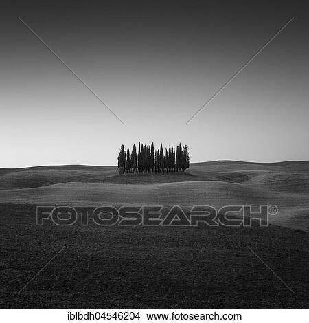 Picture - Cypress trees (Cupressus) of San Quirico d'Orcia, just before sunrise, Tuscany, Italy, Europe. Fotosearch