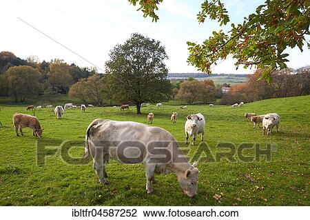 Dairy cows graze on a pasture in the Westerwald, Helferskirchen, Rhineland-Palatinate, Germany, Europe View Large Photo Image Stock Image - Dairy cows graze on a pasture in the Westerwald, Helferskirchen, Rhineland-Palatinate, Germany, Europe. Fotosearch