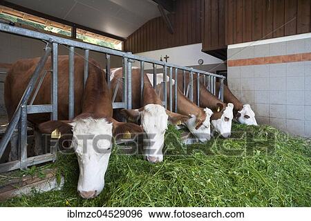 Dairy cows in an excercise pen eating grass, Oberbayern, Germany, Europe View Large Photo Image Stock Photograph - Dairy cows in an excercise pen eating grass, Oberbayern, Germany, Europe. Fotosearch