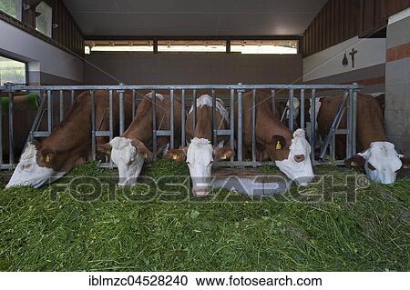 Dairy cows in an exercise pen eating grass, Upper Bavaria, Germany, Europe View Large Photo Image Stock Image - Dairy cows in an exercise pen eating grass, Upper Bavaria, Germany, Europe. Fotosearch
