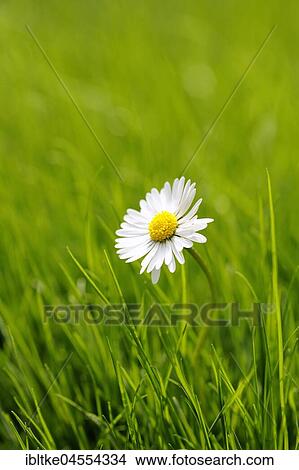 Daisies (Bellis perennis), Baden-Württemberg, Germany, Europe View Large Photo Image Picture - Daisies (Bellis perennis), Baden-Württemberg, Germany, Europe. Fotosearch