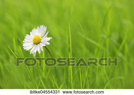 Stock Image - Daisies (Bellis perennis), Baden-Württemberg, Germany, Europe. Fotosearch