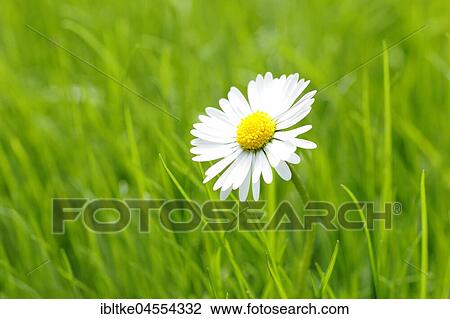 Daisies (Bellis perennis), Baden-Württemberg, Germany, Europe View Large Photo Image Stock Image - Daisies (Bellis perennis), Baden-Württemberg, Germany, Europe. Fotosearch