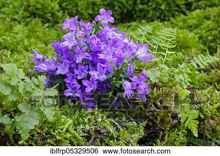 Stock Photograph - Dalmatian Bellflower, Campanula portenschlagiana. Fotosearch