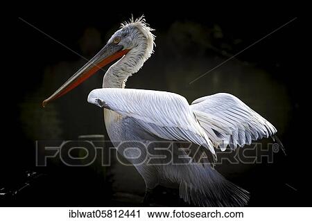 Stock Image - Dalmatian Pelican (Pelecanus crispus), France, Europe. Fotosearch