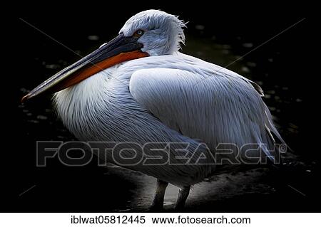 Dalmatian Pelican (Pelecanus crispus), France, Europe View Large Photo Image Stock Photography - Dalmatian Pelican (Pelecanus crispus), France, Europe. Fotosearch