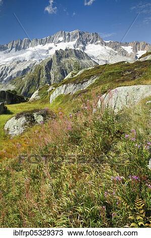Stock Image - Dammastock, 3630m, Göscheneralp, Uri, Switzerland, Goescheneralp, Europe. Fotosearch
