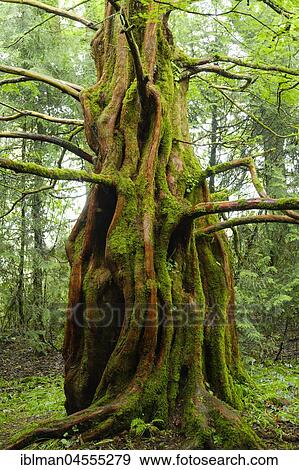 Stock Photo - Dawn redwood (Metasequoia glyptostroboides), Trewidden Garden, at Penzance, Cornwall, England, Great Britain. Fotosearch