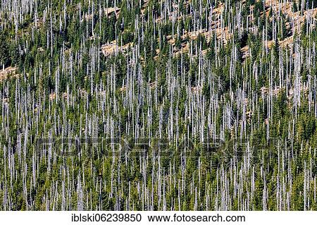 Stock Image - Dead spruces after bark beetle infestation on the mountain Lusen, Bavarian Forest National Park, Finsterau, Bavaria, Germany, Europe. Fotosearch