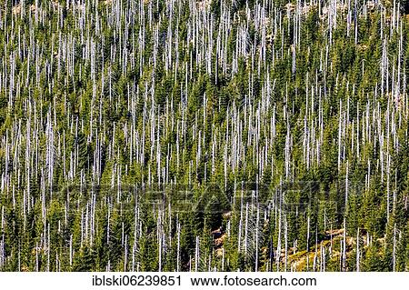 Dead spruces after bark beetle infestation on the mountain Lusen, Bavarian Forest National Park, Finsterau, Bavaria, Germany, Europe View Large Photo Image Stock Image - Dead spruces after bark beetle infestation on the mountain Lusen, Bavarian Forest National Park, Finsterau, Bavaria, Germany, Europe. Fotosearch