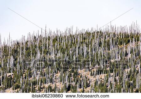 Stock Image - Dead spruces after bark beetle infestation on the mountain Lusen, Bavarian Forest National Park, Finsterau, Bavaria, Germany, Europe. Fotosearch