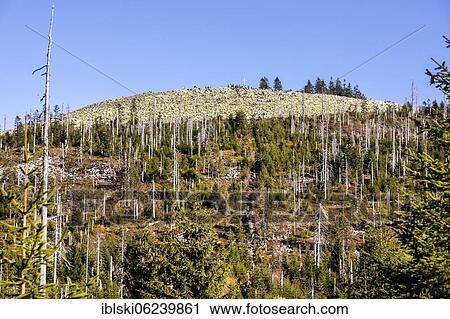 Dead spruces after bark beetle infestation on the mountain Lusen, Bavarian Forest National Park, Finsterau, Bavaria, Germany, Europe View Large Photo Image Stock Image - Dead spruces after bark beetle infestation on the mountain Lusen, Bavarian Forest National Park, Finsterau, Bavaria, Germany, Europe. Fotosearch
