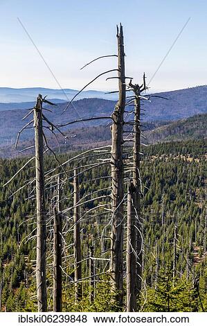 Dead spruces after bark beetle infestation on the mountain Lusen, Bavarian Forest National Park, Finsterau, Bavaria, Germany, Europe View Large Photo Image Stock Photo - Dead spruces after bark beetle infestation on the mountain Lusen, Bavarian Forest National Park, Finsterau, Bavaria, Germany, Europe. Fotosearch