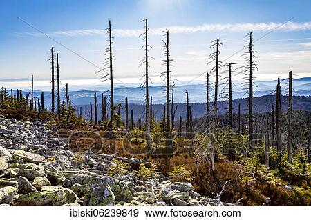 Stock Photo - Dead spruces after bark beetle infestation on the mountain Lusen, Bavarian Forest National Park, Finsterau, Bavaria, Germany, Europe. Fotosearch