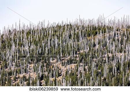 Stock Photo - Dead spruces after bark beetle infestation on the mountain Lusen, Bavarian Forest National Park, Finsterau, Bavaria, Germany, Europe. Fotosearch