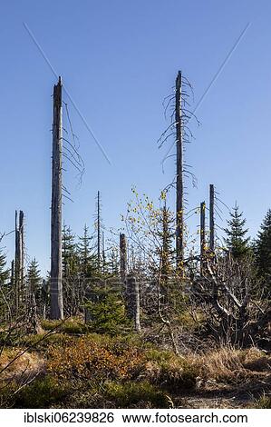 Dead spruces after bark beetle infestation on the mountain Lusen, Bavarian Forest National Park, Finsterau, Bavaria, Germany, Europe View Large Photo Image Stock Photograph - Dead spruces after bark beetle infestation on the mountain Lusen, Bavarian Forest National Park, Finsterau, Bavaria, Germany, Europe. Fotosearch