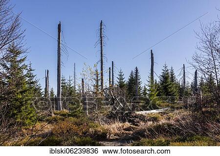 Stock Photograph - Dead spruces after bark beetle infestation on the mountain Lusen, Bavarian Forest National Park, Finsterau, Bavaria, Germany, Europe. Fotosearch
