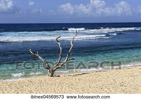 Dead tree on White Beach, Tanna Island, Vanuatu, South Seas, Oceania View Large Photo Image Stock Image - Dead tree on White Beach, Tanna Island, Vanuatu, South Seas, Oceania. Fotosearch