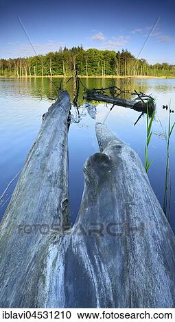 Dead wood in the lake, Schweingartensee, Müritz National Park, Mecklenburg-Western Pomerania, Germany, Europe View Large Photo Image Stock Image - Dead wood in the lake, Schweingartensee, Müritz National Park, Mecklenburg-Western Pomerania, Germany, Europe. Fotosearch