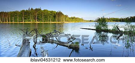 Stock Image - Dead wood in the lake, Schweingartensee, Müritz National Park, Mecklenburg-Western Pomerania, Germany, Europe. Fotosearch