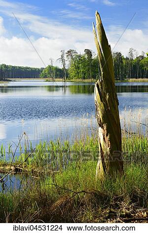 Dead wood on lake, Schweingartensee, Müritz National Park, Mecklenburg-Western Pomerania, Germany, Europe View Large Photo Image Picture - Dead wood on lake, Schweingartensee, Müritz National Park, Mecklenburg-Western Pomerania, Germany, Europe. Fotosearch
