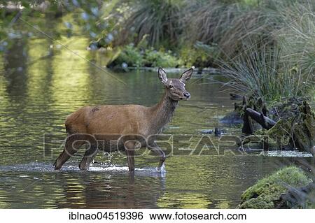 Deer (Cervus elaphus) runs through water, Schleswig-Holstein, Germany, Europe View Large Photo Image Stock Photograph - Deer (Cervus elaphus) runs through water, Schleswig-Holstein, Germany, Europe. Fotosearch