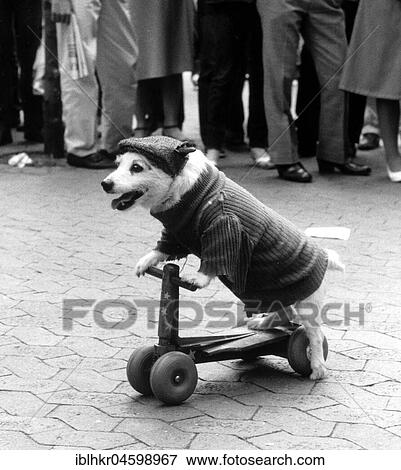 Stock Photo - Disguised dog drives scooter, England, Great Britain. Fotosearch