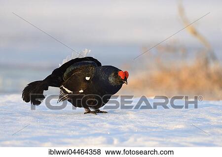 Stock Photo - Displaying black cock (Tetrao tetrix) on snow at a lek, Finland, Europe. Fotosearch