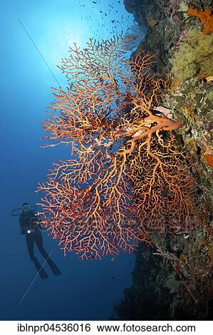 Stock Photograph - Diver at coral reef wall viewing red sea fans (Gorgonacea), sun, backlit, Palawan, Mimaropa, Sulu Lake, Pacific Ocean, Philippines, Asia. Fotosearch