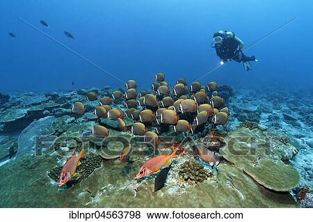 Diver, front Sabre squirrelfish (Sargocentron spiniferum) rear swarm Red-tailed butterflyfish (Chaetodon collare), Indian Ocean, Maldives, Asia View Large Photo Image Stock Photo - Diver, front Sabre squirrelfish (Sargocentron spiniferum) rear swarm Red-tailed butterflyfish (Chaetodon collare), Indian Ocean, Maldives, Asia. Fotosearch