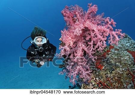 Diver is looking at large Klunzinger's Soft Coral (Dendronephthya klunzingeri), red, Great Barrier Reef, UNESCO, World Natural Heritage, Queensland, Cairns, Australia, Pacific Ocean, Oceania View Large Photo Image Stock Image - Diver is looking at large Klunzinger's Soft Coral (Dendronephthya klunzingeri), red, Great Barrier Reef, UNESCO, World Natural Heritage, Queensland, Cairns, Australia, Pacific Ocean, Oceania. Fotosearch