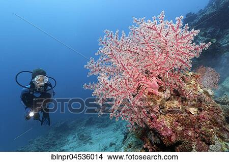 Diver looking at cherry blossom coral (Siphonogorgia godeffroyi) at coral reef escarpment, Palawan, Mimaropa, Sulu Lake, Pacific Ocean, Philippines, Asia View Large Photo Image Picture - Diver looking at cherry blossom coral (Siphonogorgia godeffroyi) at coral reef escarpment, Palawan, Mimaropa, Sulu Lake, Pacific Ocean, Philippines, Asia. Fotosearch