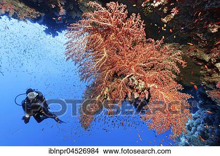 Diver looking at large soft coral fan (Siphonogorgia godeffroyi) Red sea, Egypt, Africa View Large Photo Image Picture - Diver looking at large soft coral fan (Siphonogorgia godeffroyi) Red sea, Egypt, Africa. Fotosearch