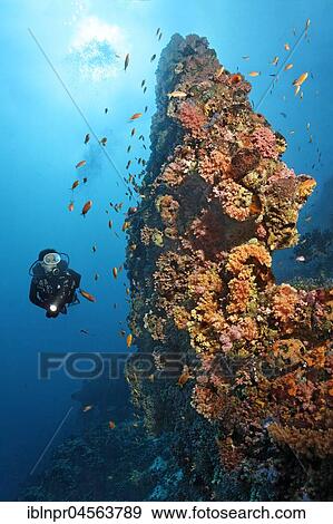 Stock Photo - Divers, bizarre, coral reef, coral block, densely overgrown, low animals, various, red, soft corals (Dendronephthya sp. ) and swarm of basses (Pseudanthias sp. ), Indian Ocean, Maldives, Asia. Fotosearch