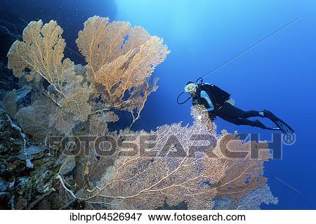 Divers looking at large gorgonian fan (annella mollis), soft coral, Red Sea, Egypt, Africa View Large Photo Image Stock Photo - Divers looking at large gorgonian fan (annella mollis), soft coral, Red Sea, Egypt, Africa. Fotosearch