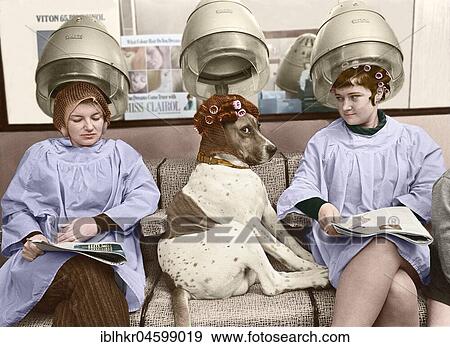 Dog at a hairdresser's, England, Great Britain View Large Photo Image Stock Photo - Dog at a hairdresser's, England, Great Britain. Fotosearch