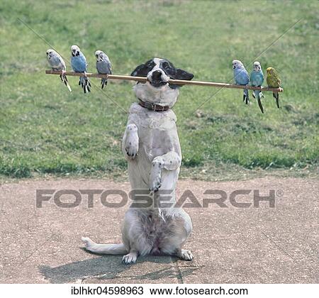 Dog balances 6 budgies, England, Great Britain View Large Photo Image Stock Image - Dog balances 6 budgies, England, Great Britain. Fotosearch