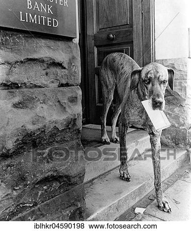 Stock Photo - Dog carries letter, England, Great Britain. Fotosearch