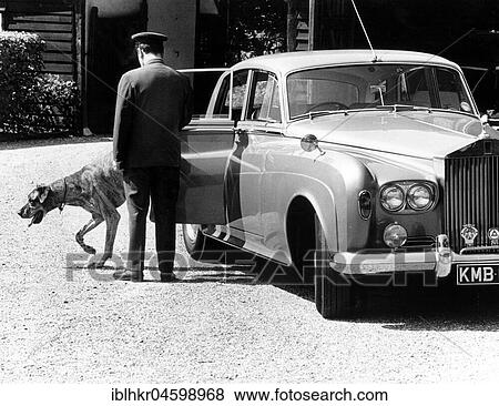 Dog gets out of Rolls Royce Limousine, England, Great Britain View Large Photo Image Stock Photo - Dog gets out of Rolls Royce Limousine, England, Great Britain. Fotosearch